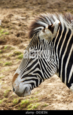 La zebra di Grévy, conosciuta anche come zebra imperiale, è la più grande equide vivente e la più minacciata delle tre specie di zebra Foto Stock