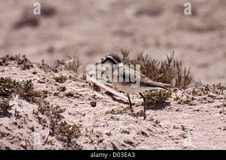 Plover Kittlitzs a Sandy saltmarsh in Madagascar Foto Stock