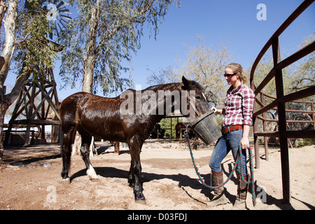 Tucson, Arizona, Stati Uniti. Stallone bianco Dude Ranch Foto Stock