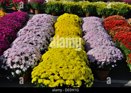 Il mercato dei fiori marché des Fleurs Toussaint giorno di tutti i santi Brive La Gaillarde Francia Foto Stock