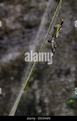 Una vista laterale di una femmina di Golden Orb Spider (Nephila clavipes) seduto nel suo web, in attesa della preda in Manuel Antonio, Costa Rica. Foto Stock