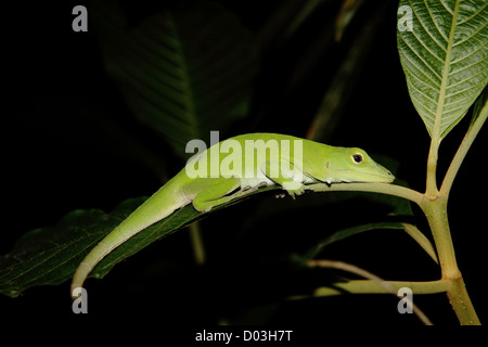 Un albero verde Anole (Norops biporcatus) cercando di dormire su una foglia vicino a Manuel Antonio, Costa Rica. Foto Stock
