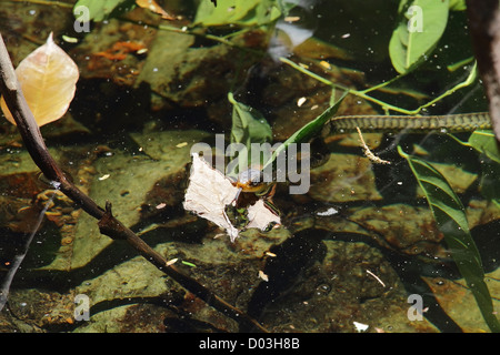 Machete Savane Snake (Chironius carinatus) spostando la sua linguetta mentre scivolare attraverso l'acqua, vicino a Manuel Antonio, Costa Rica. Foto Stock