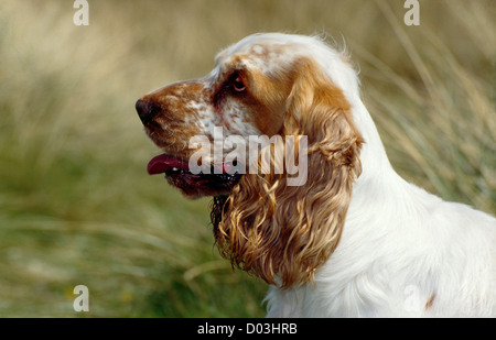 Close-up di bellissimo inglese cocker spaniel Foto Stock