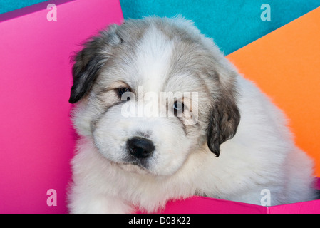 Ritratto di un grande Pirenei cucciolo con sfondo colorato. Foto Stock