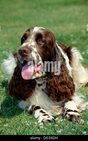 Bella english springer spaniel posa in cantiere/ Inghilterra Foto Stock