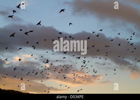 Gregge o murmuration di storni, sturnus vulgaris su una zona umida britannico reedbed al tramonto di sera Foto Stock