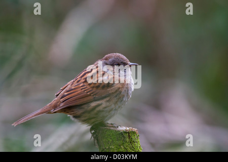 Un dunnock (prunella modularis) si siede su un ramo di bosco Foto Stock