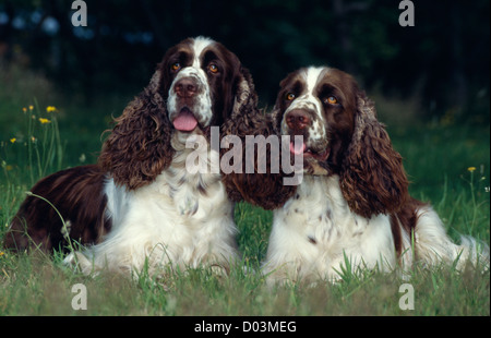 Due belle english springer spaniel rilassante in cantiere/ Inghilterra Foto Stock