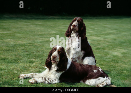 Due belle english springer spaniel rilassante in cantiere/ Inghilterra Foto Stock