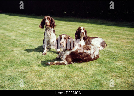 Tre belle english springer spaniel rilassante in cantiere/ Inghilterra Foto Stock