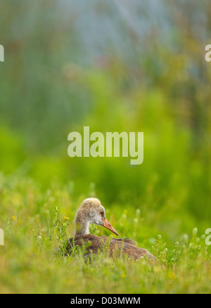 Gru Sandhill chick in appoggio in erba, Grus canadensis, Viera zone umide, Florida Foto Stock