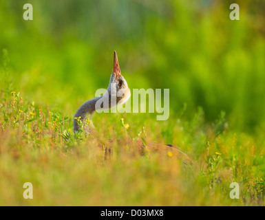 Gru Sandhill chick stretching in erba, Grus canadensis, Viera zone umide, Florida Foto Stock