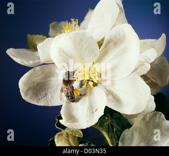 Il miele delle api; hive bee (Apis mellifera) su apple blossom / studio Foto Stock