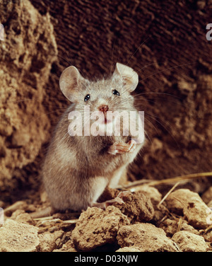 Casa mouse (mus musculus) / studio Foto Stock