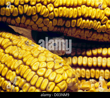 Casa mouse (mus musculus) studio Foto Stock