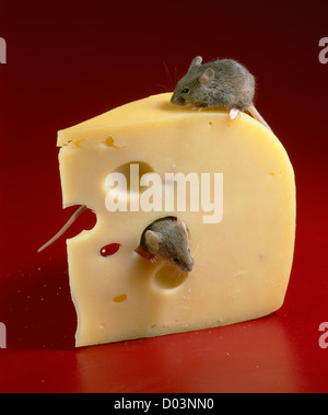 I topi (mus musculus) sul formaggio svizzero / studio Foto Stock