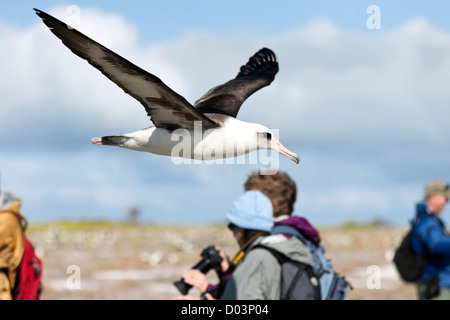 Laysan Albatross (Phoebastria immutabilis) volare tra i turisti. Questa specie è elencato come vulnerabili Foto Stock