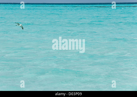 Laysan Albatross (Phoebastria immutabilis) battenti. Questa specie è elencato come vulnerabili Foto Stock