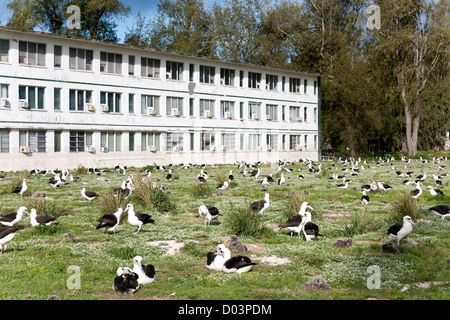 La vecchia baracca militare è stato trasformato in un accogliente lodge per i visitatori. Al di fuori di migliaia di Lysan Albatross nesting. Foto Stock