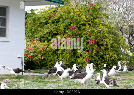 La vecchia baracca militare è stato trasformato in un accogliente lodge per i visitatori. Al di fuori di migliaia di Lysan Albatross nesting. Foto Stock