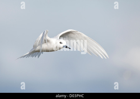 Bianco (Tern Gygis alba rothschildi) in volo Foto Stock