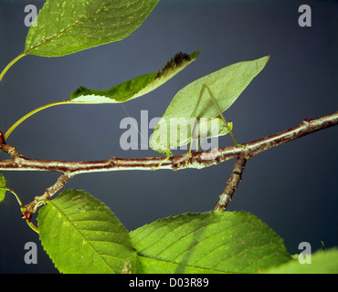 Ampia-winged katydid/angolo maggiore-wing katydid (microcentrum rhombifolium) adulto su ramoscello Foto Stock