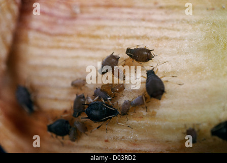 Afide del cotone melone (afide Aphis gossypii) ninfe alimentare distruttivo per il cotone, meloni, cetrioli, zucche Foto Stock