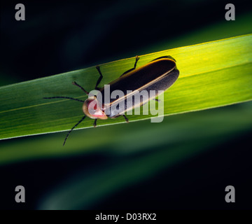 Lightning bug, la lucciola o comuni o orientale (lucciola photinus pyralis) adulto su erba; bioluminescenza; beetle Foto Stock