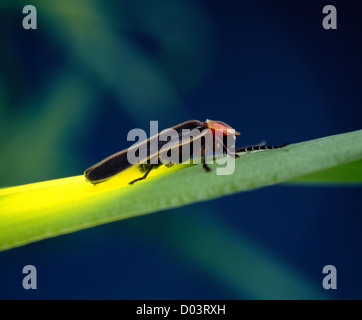 Lightning bug, la lucciola o comuni o orientale (lucciola photinus pyralis) adulto su erba; bioluminescenza; beetle Foto Stock