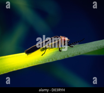 Lightning bug, la lucciola o comuni o orientale (lucciola photinus pyralis) adulto su erba; bioluminescenza; beetle Foto Stock