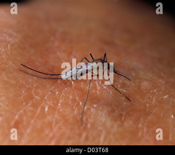 Casa (di zanzara Culex pipiens) zanzara femmina sulla pelle umana; vettore di malattie umane / studio Foto Stock