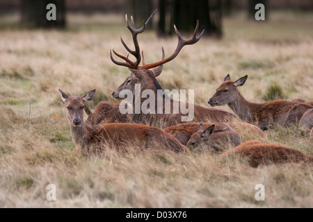 Red Deer stag durante la stagione di solchi Foto Stock