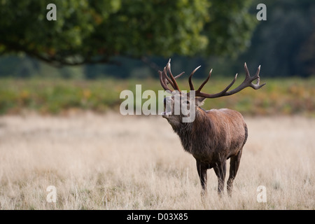 Red Deer stag durante la stagione di solchi Foto Stock