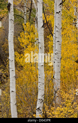 Vacilla Aspen, Populus tremuloides, Bosco in autunno, La Sal Mountains, vicino a Moab, sud-est dello Utah, Stati Uniti d'America Foto Stock