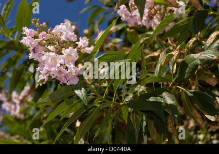 Desert-Willow, Chilopsis linearis, in fiore. Utah, Stati Uniti d'America Foto Stock