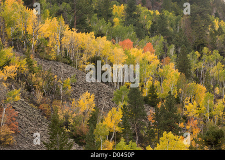 La caduta o l'autunno in Manti La Sal Mountains, con aspens, vicino a Monticello, Utah, Stati Uniti d'America Foto Stock