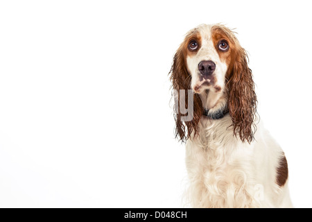 Un triste cane su sfondo bianco Foto Stock