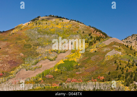 La caduta o l'autunno in Manti La Sal Mountains, con aspens, vicino a Monticello, Utah, Stati Uniti d'America Foto Stock