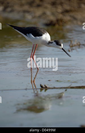 Black-winged stilt rovistando in acqua. Foto Stock