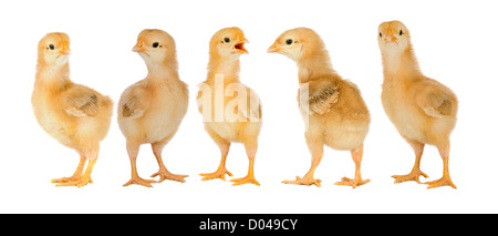 Adorabili pulcini un su sfondo bianco Foto Stock