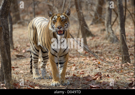 Tigre del Bengala a piedi nella foresta secca. Foto Stock