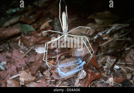 Orco di fronte / net-casting / gladiatore spider (Deinopis sp.) femmina con il suo net pronto per la cattura delle prede, costa atlantica foresta pluviale Foto Stock