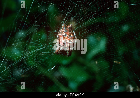 Tropical Tent-Web Spider (Cyrtophora citricola: Araneidae) nel suo web, Spagna Foto Stock