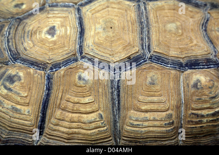 Tartaruga gigante Foto Stock