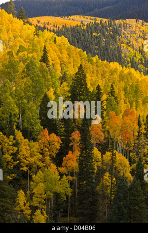 Colori autunnali in San Juan Mountains, sopra la valle di Dolores, con aspens (Populus tremuloides) e abete Douglas, Colorado Foto Stock