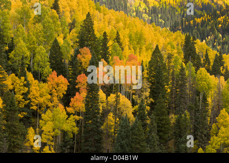Colori autunnali in San Juan Mountains, sopra la valle di Dolores, con aspens (Populus tremuloides) e abete Douglas, Colorado