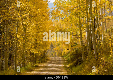 Strada di Montagna attraverso Aspens con autunno (caduta) colori in San Juan Mountains, sopra la valle di Dolores; a sud-ovest di Colorado Foto Stock