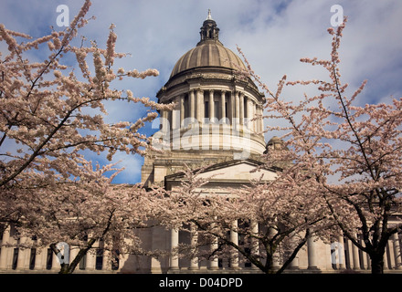 WA06449-00...WASHINGTON - gli alberi di ciliegio in fiore lo stato edificio legislativo presso la capitale dello stato di Olympia. Foto Stock