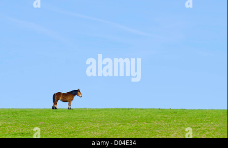 Un cavallo isolato in un prato verde Foto Stock